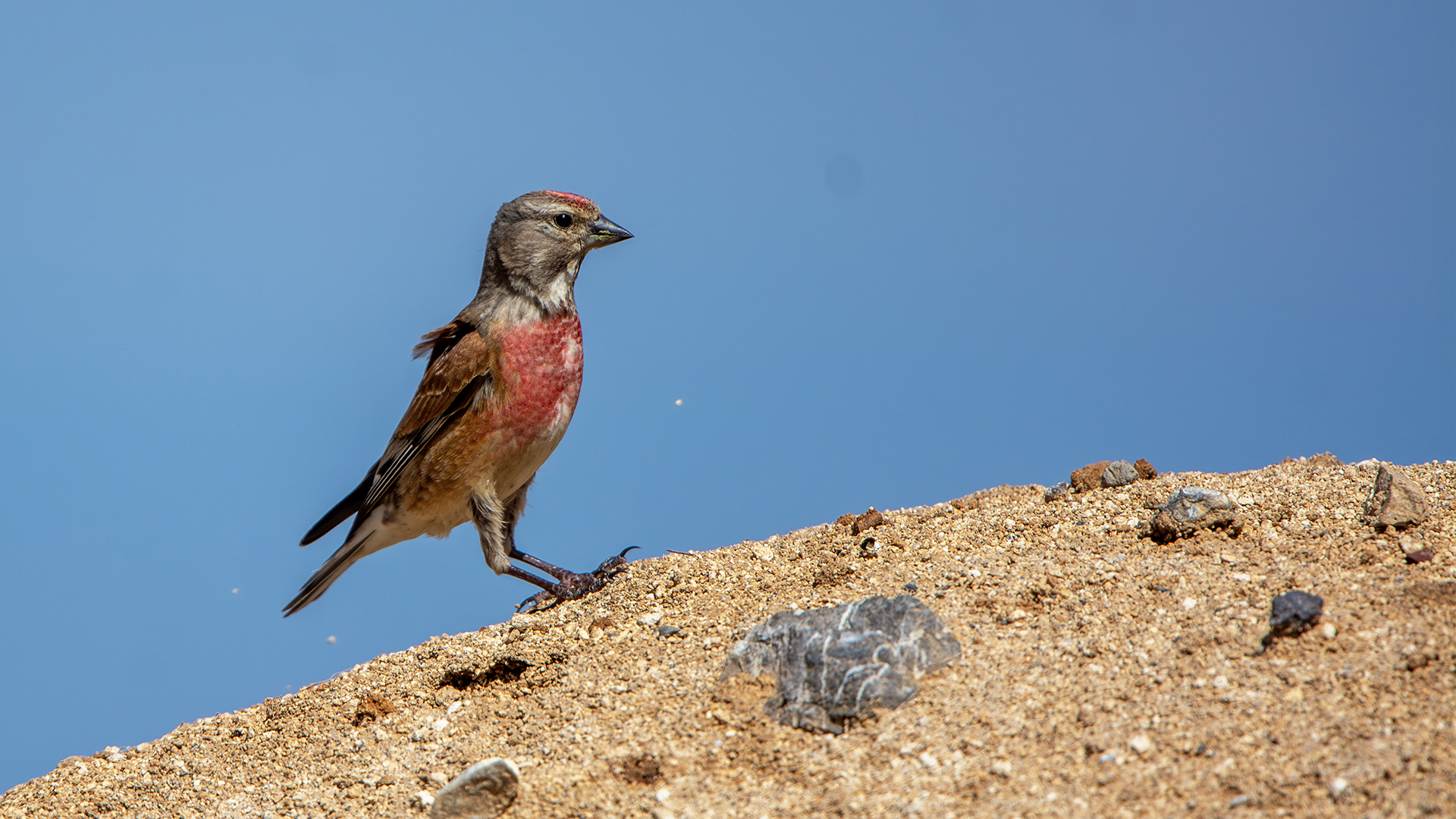 Eurasian Linnet
